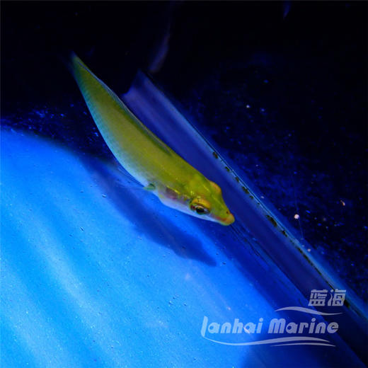 绿龙（除蚓螺） 商品图1