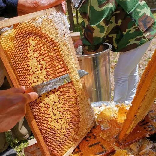 热销【自营】都市惠定制 秦岭野生洋槐蜜 助农成熟放心槐花蜜 商品图2