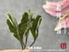 【1斤装】2022高山谷雨茶，年年都会被大多数茶友低估的一款奇茶 商品缩略图7