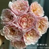 肯尼亚进口花园玫瑰花Princess charlene夏琳公主12支 商品缩略图0