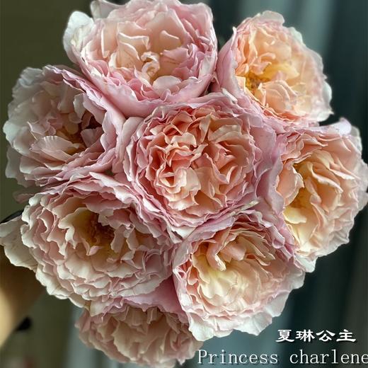 肯尼亚进口花园玫瑰花Princess charlene夏琳公主12支 商品图0