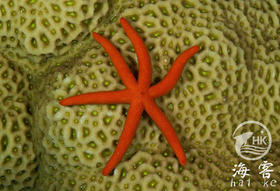 马代橙手指海星