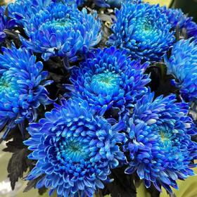 丰岛牡丹菊-蓝色