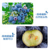 蓝莓鲜果1000g 顺丰装 现摘现发 精选大果 8盒装有机蓝莓 顺丰包邮超级鲜 商品缩略图4