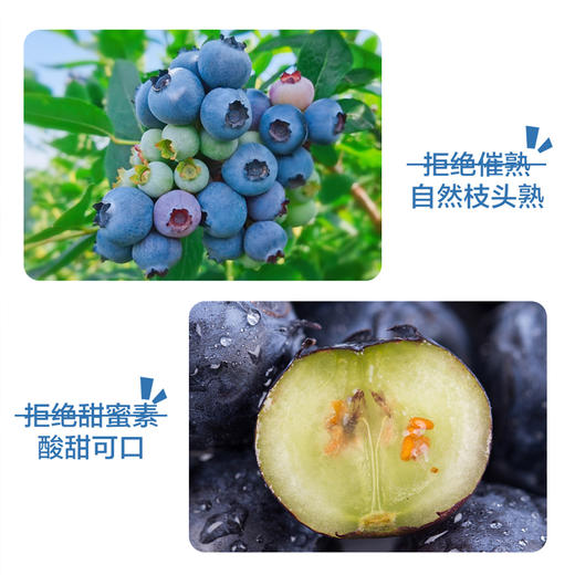 蓝莓鲜果1000g 顺丰装 现摘现发 精选大果 8盒装有机蓝莓 顺丰包邮超级鲜 商品图4