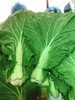 白菜叶2把 商品缩略图1