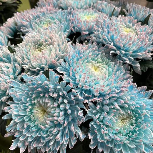 丰岛牡丹菊-青花瓷 商品图0