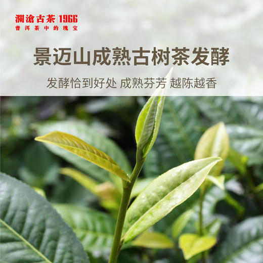 【618老茶推荐】澜沧古茶2004年澜沧陈砖普洱茶熟茶250g 商品图3