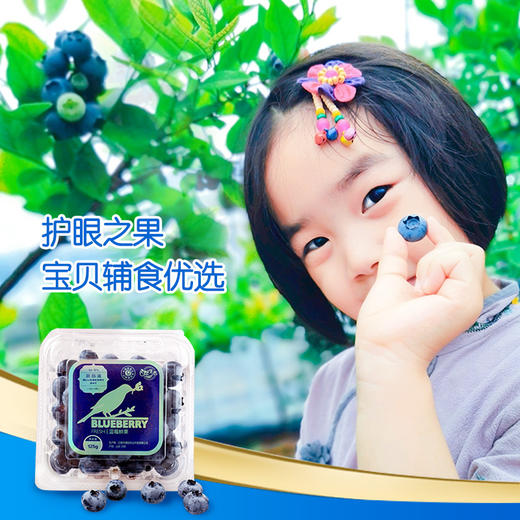 蓝莓鲜果1000g 顺丰装 现摘现发 精选大果 8盒装有机蓝莓 顺丰包邮超级鲜 商品图1