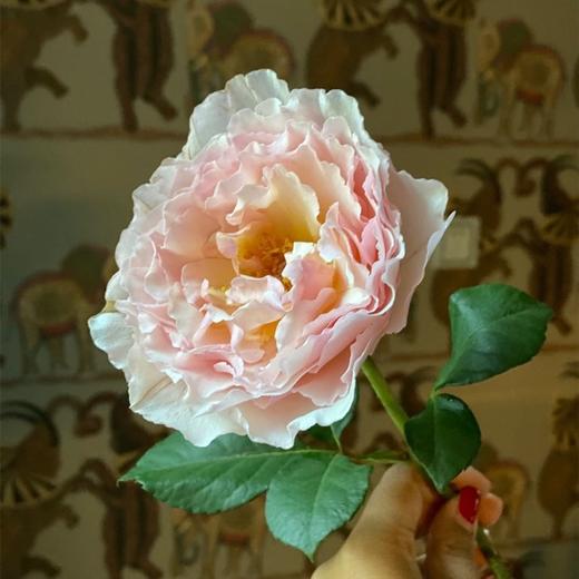 肯尼亚进口花园玫瑰花Princess charlene夏琳公主12支 商品图2