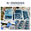 蓝莓鲜果1000g 顺丰装 现摘现发 精选大果 8盒装有机蓝莓 顺丰包邮超级鲜 商品缩略图3
