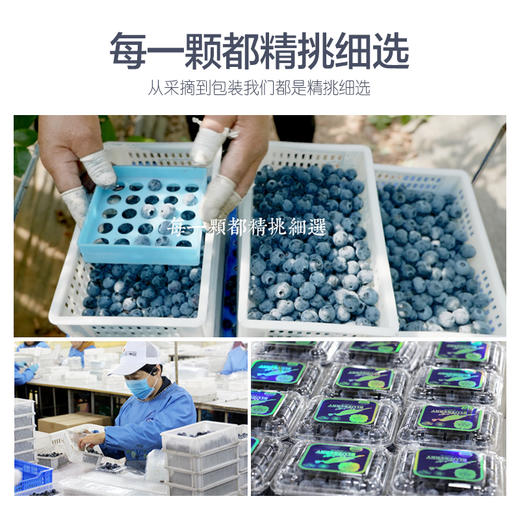 蓝莓鲜果1000g 顺丰装 现摘现发 精选大果 8盒装有机蓝莓 顺丰包邮超级鲜 商品图3