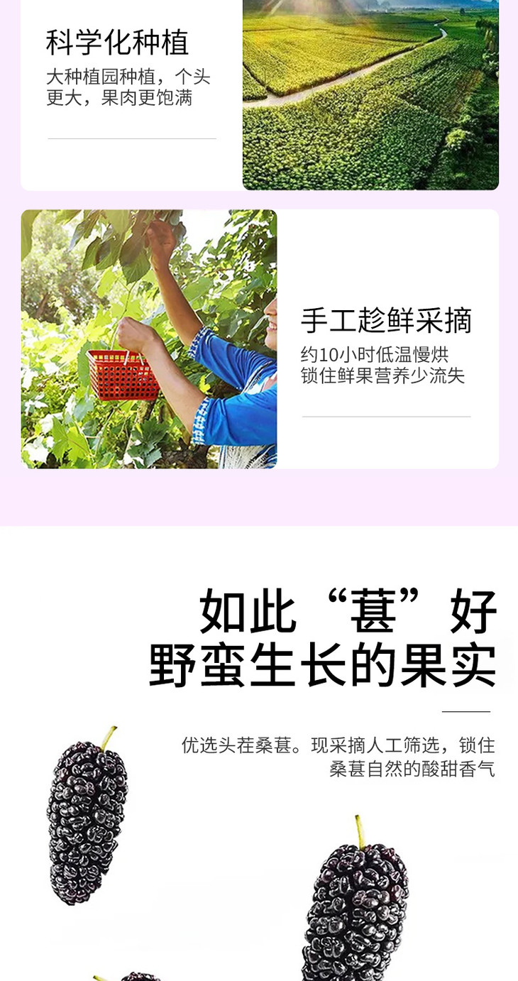 桑葚干200g详情页_004