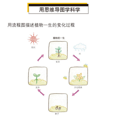 (仓发) 硅谷工程师爸爸的超强思维导图课：塑造儿童学习型大脑/中国妇女出版社/憨爸，小杨老师/9787512716889 商品图3
