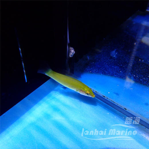 绿龙（除蚓螺） 商品图9