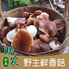 云南野生鲜香菇1000g
