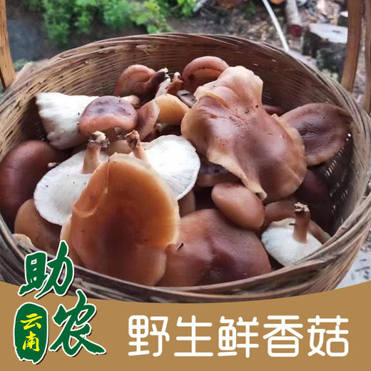 云南野生鲜香菇1000g 商品图0