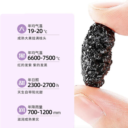 悦享年轻【天然桑葚干，满满花青素】新疆桑葚桑果干 手工精选天然无沙无熏硫免洗桑葚子 桑葚干 新疆桑椹干可泡桑葚茶酒 商品图3