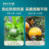 【12月会员日专属】  澜沧古茶青柑红柑 冬至暖心礼-1000元套组 商品缩略图1