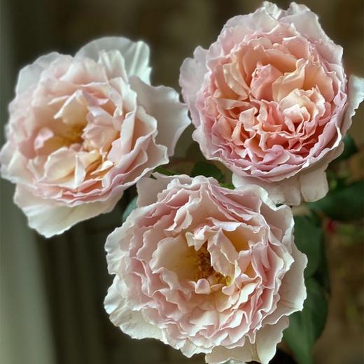 肯尼亚进口花园玫瑰花Princess charlene夏琳公主12支 商品图1