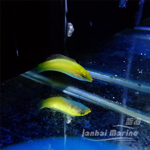 绿龙（除蚓螺） 商品图2