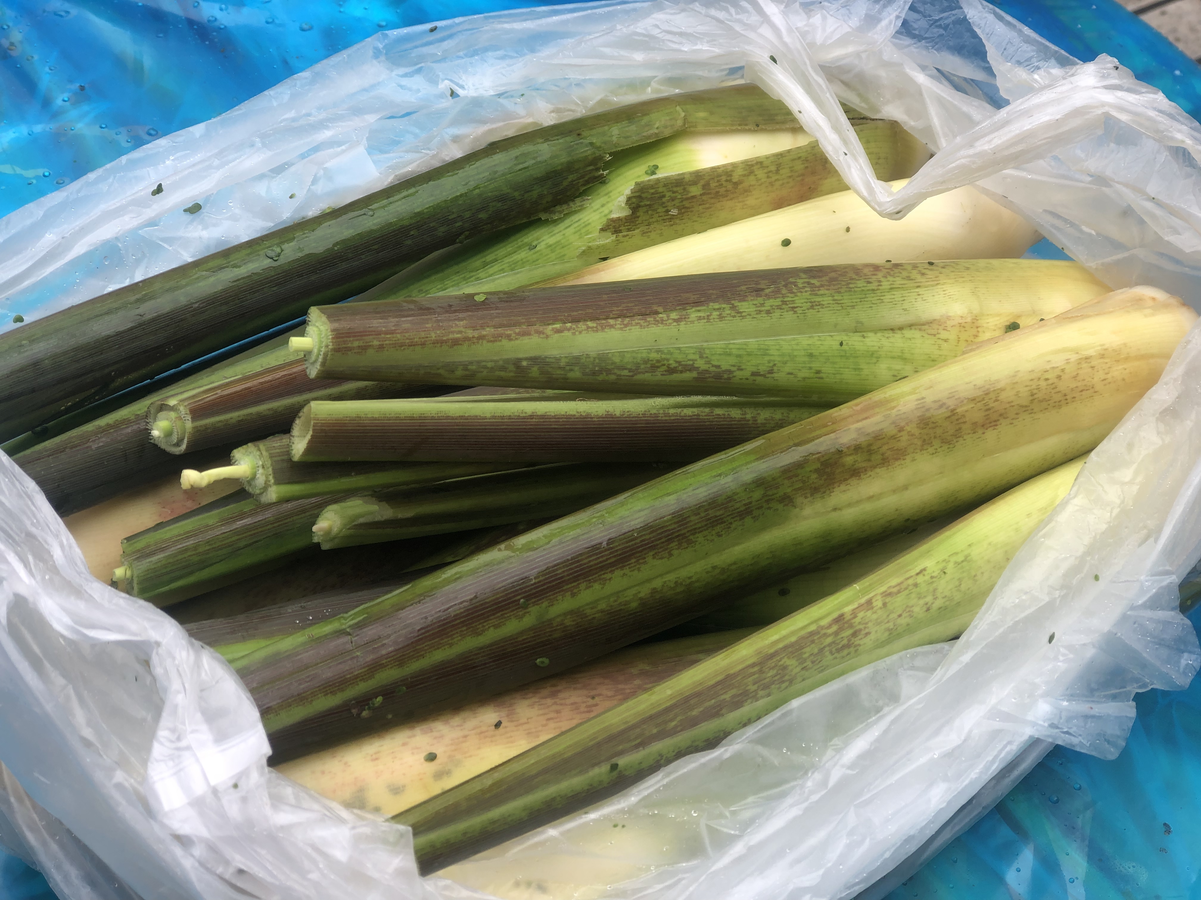 【练塘露天茭白】19元/份4斤装，30份起送