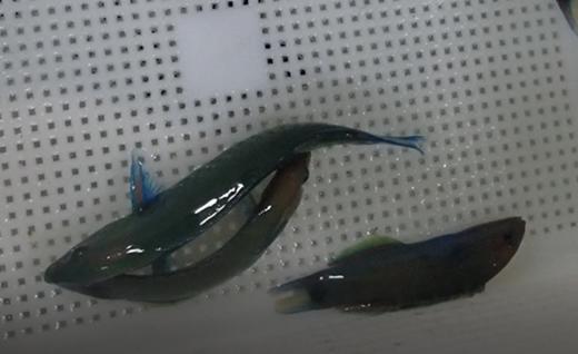 青花龙 商品图5