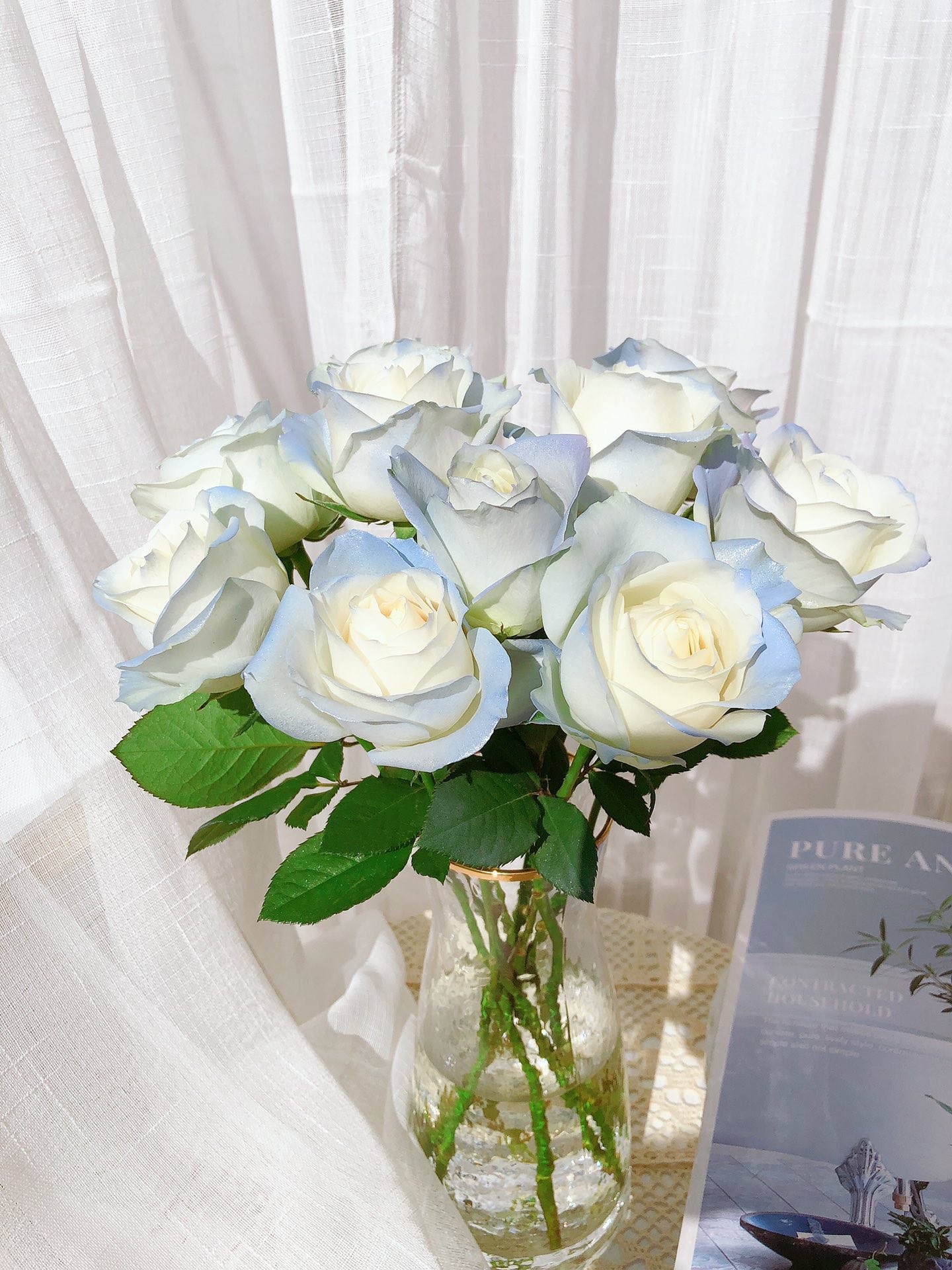 碎冰蓝白玫瑰碎冰蓝粉玫瑰冷链包邮