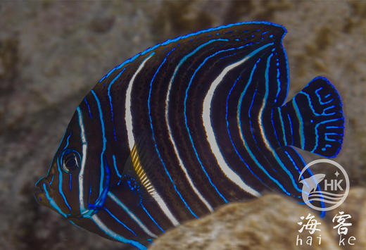 蓝纹神仙 商品图5