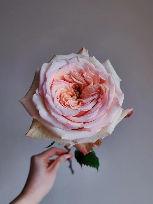 焦糖布丁【拾季】简小姐精选 温柔奶茶色玫瑰 焦糖布丁9+1枝（防花损） 下单3天发货 商品图6