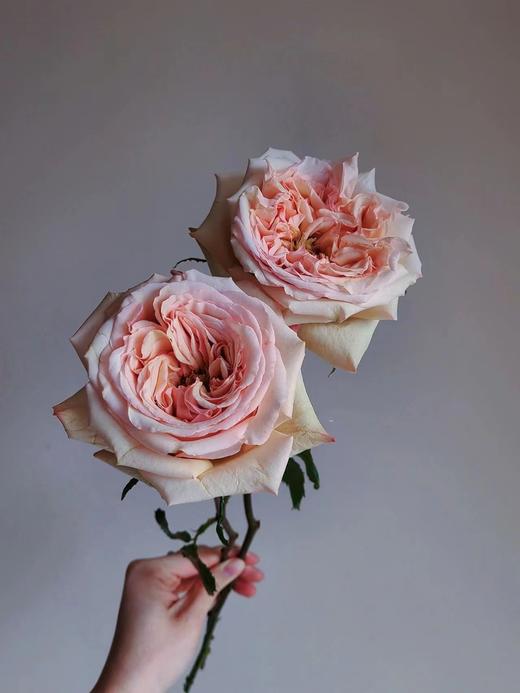 焦糖布丁【拾季】简小姐精选 温柔奶茶色玫瑰 焦糖布丁9+1枝（防花损） 下单3天发货 商品图8