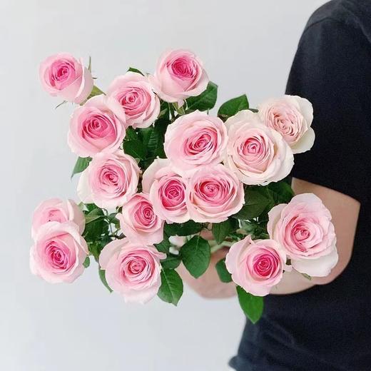 【周四秒杀】桃红雪山玫瑰15枝49.8元 商品图3