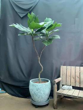 圆斑纹水泥盆-面包树