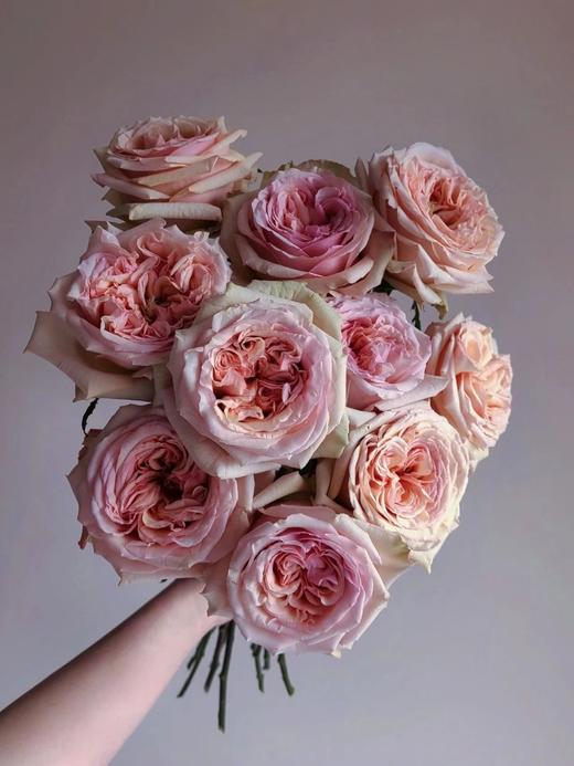 焦糖布丁【拾季】简小姐精选 温柔奶茶色玫瑰 焦糖布丁9+1枝（防花损） 下单3天发货 商品图7