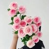 【周四秒杀】桃红雪山玫瑰15枝49.8元 商品缩略图1