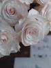 辛西娅玫瑰【用一束花，讲述一个浪漫的故事】简小姐精选 温柔奶油色玫瑰 辛西娅 2件包邮 下单5天发货 商品缩略图6