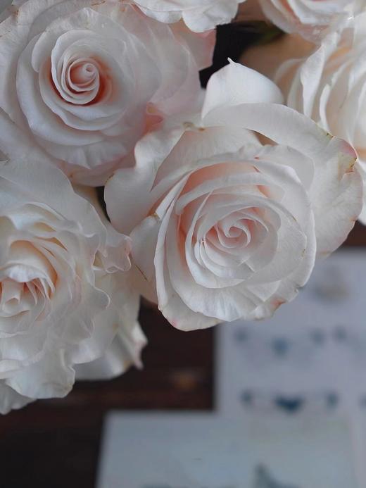 辛西娅玫瑰【用一束花，讲述一个浪漫的故事】简小姐精选 温柔奶油色玫瑰 辛西娅 2件包邮 下单5天发货 商品图6