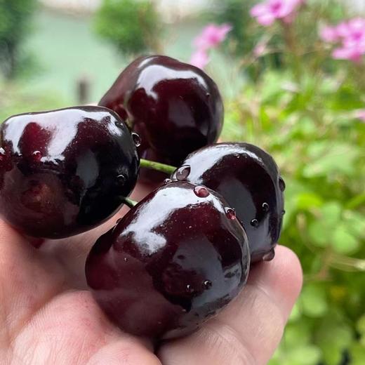来自北纬34度的黑宝石 | 四川汉源黑珍珠甜樱桃2斤 [福利品] 商品图3