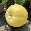 山东小蜜蜂甜瓜/黄金蜜瓜【香甜多汁】 商品缩略图2