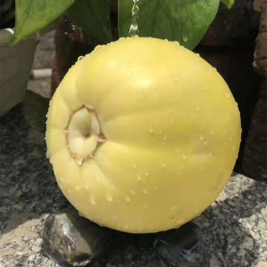 山东小蜜蜂甜瓜/黄金蜜瓜【香甜多汁】 商品图2