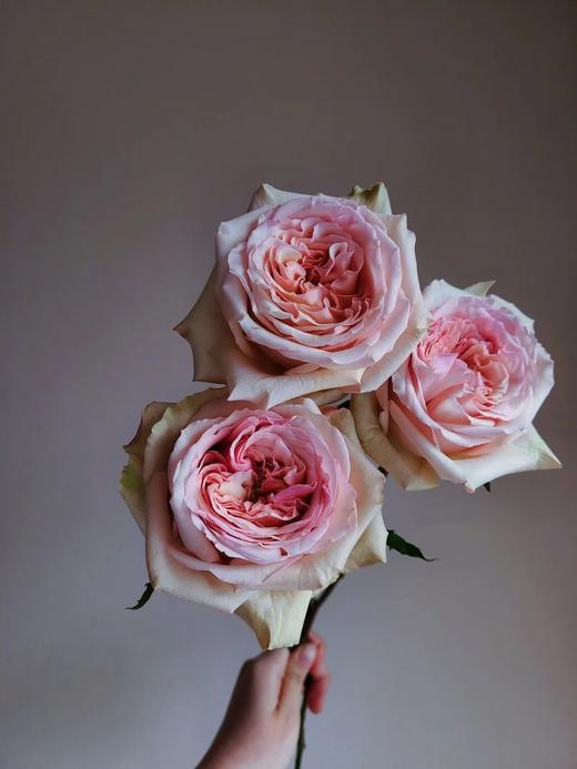 焦糖布丁【拾季】简小姐精选 温柔奶茶色玫瑰 焦糖布丁9+1枝（防花损） 下单3天发货 商品图5