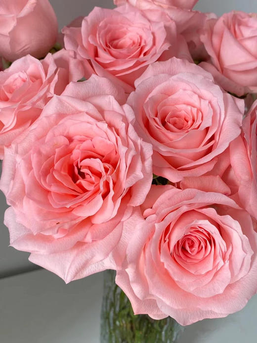 粉红色玫瑰黛安娜图片
