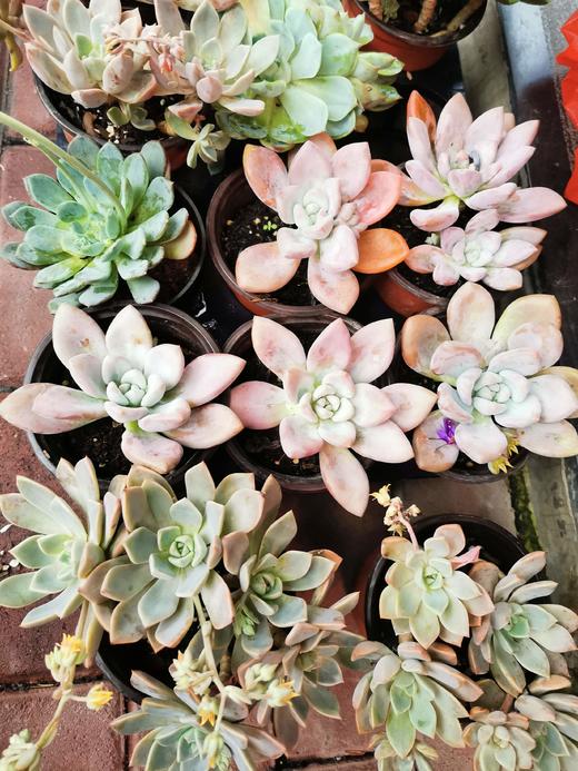多肉-大 商品图0