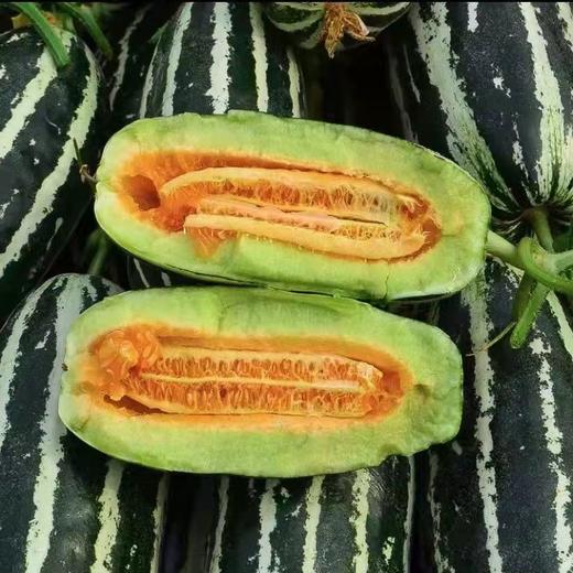 山东博洋9号甜瓜【清甜如蜜 松脆多汁】 商品图1