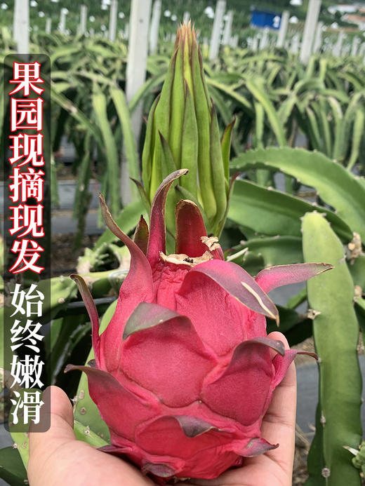 高温预警！30万斤海南金都一号红心火龙果大量成熟，一个低至4块钱！每一个都鲜甜可口、果肉细腻，花青素满满，外表蔫蔫的火龙果冠军品种，内心惊艳你的味蕾！ 商品图2