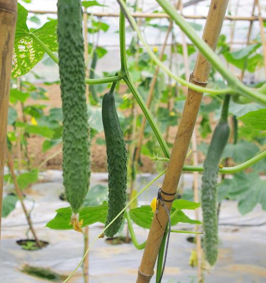 生态豇豆青瓜包 | 绿家自产*Ecological cowpeas & cucumbe box | Self-production 商品图3