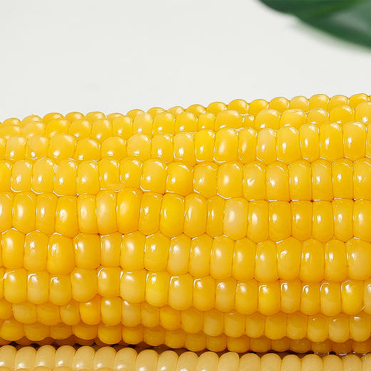 山西有机玉米棒子多规格组合装  全国包邮 商品图2