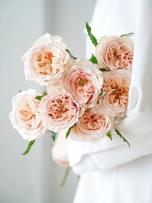 焦糖布丁【拾季】简小姐精选 温柔奶茶色玫瑰 焦糖布丁9+1枝（防花损） 下单3天发货 商品图0