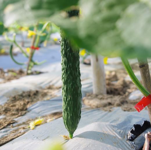 生态青瓜团购（一件包邮） | 绿家自产* Eco-cucumber group-buy | Self-production 商品图1