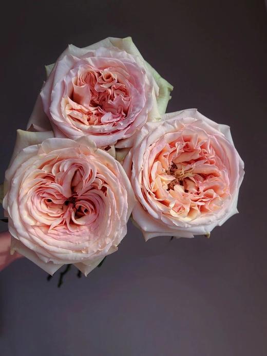 焦糖布丁【拾季】简小姐精选 温柔奶茶色玫瑰 焦糖布丁9+1枝（防花损） 下单3天发货 商品图9